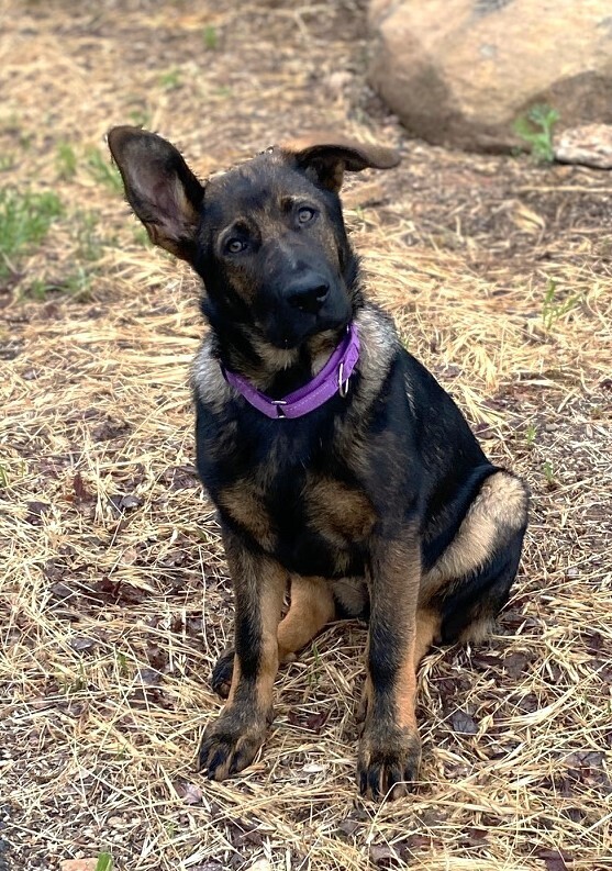 Dog for adoption - Loretta Lynn, a German Shepherd Dog in Fulton, CA ...