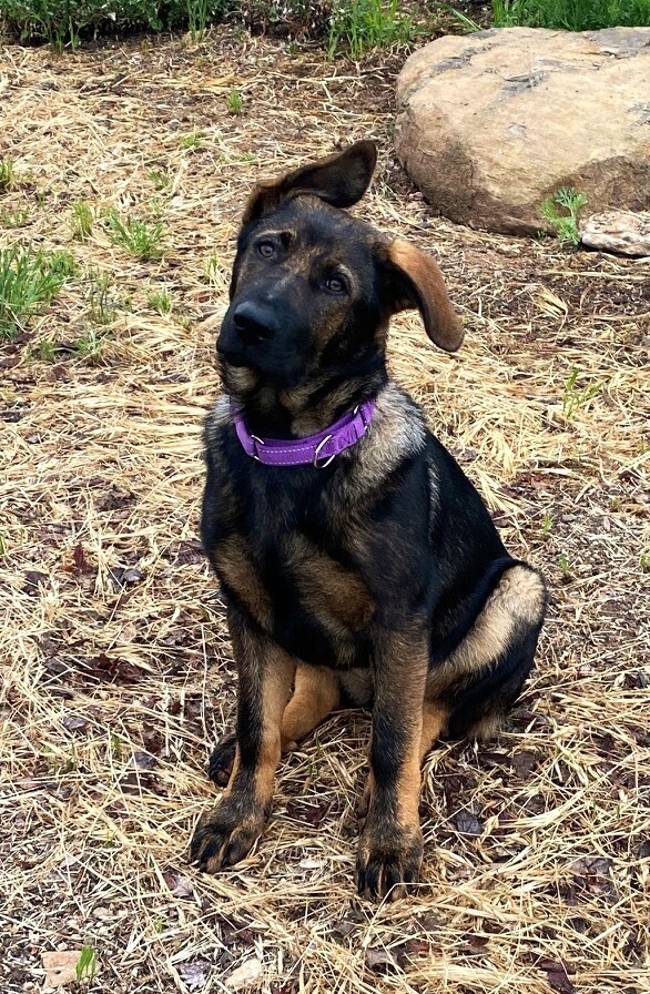 Dog for adoption - Loretta Lynn, a German Shepherd Dog in Fulton, CA ...