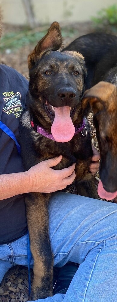 Dog for adoption - Loretta Lynn, a German Shepherd Dog in Fulton, CA ...