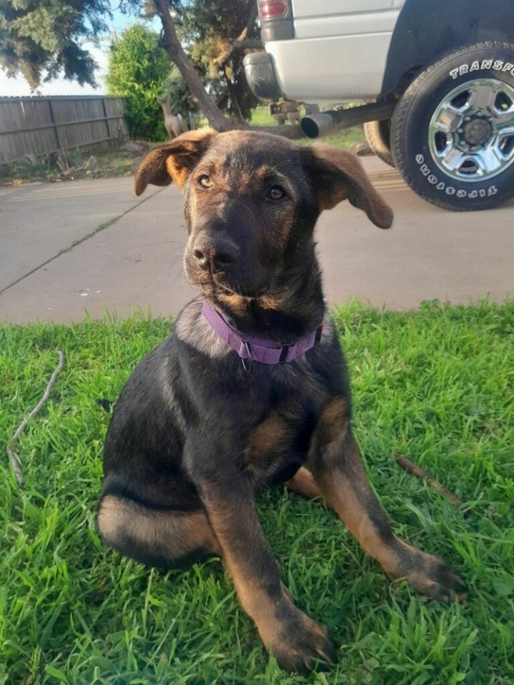 Dog for adoption - Loretta Lynn, a German Shepherd Dog in Fulton, CA ...