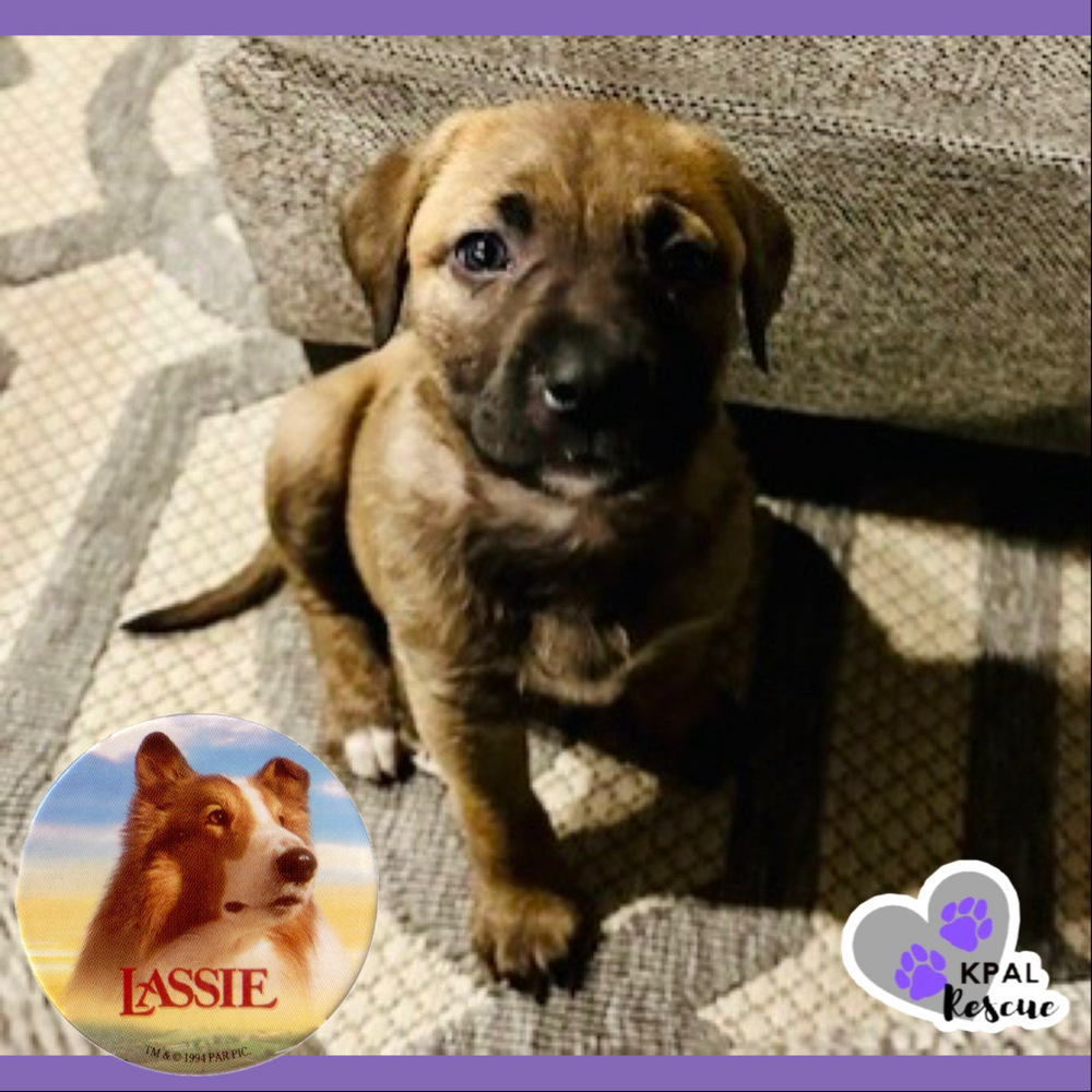 Lassie - Movie Star Litter, an adoptable Pit Bull Terrier, German Shepherd Dog in Kenai, AK, 99611 | Photo Image 3