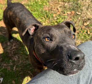 Smokey is the sweetest most cuddly baby who loves a good walk and game of chase