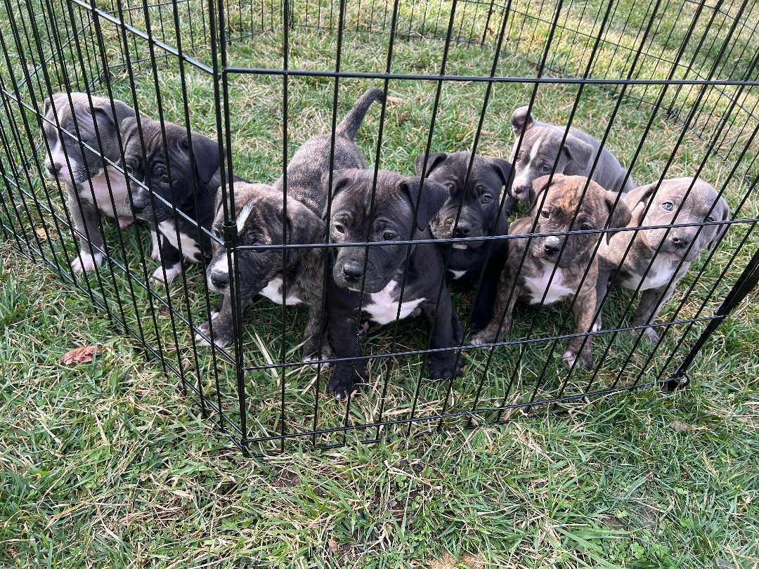 8 Pitty Puppies