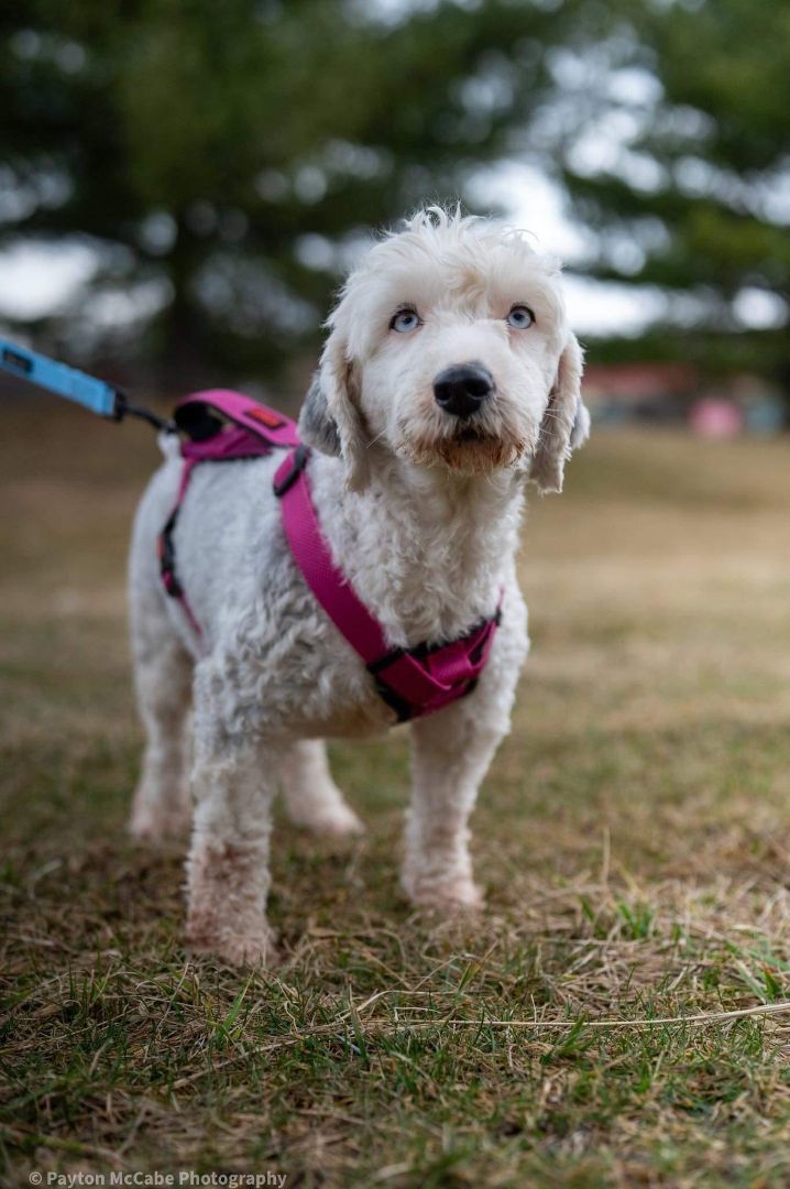 Sheepadoodle adoption best sale