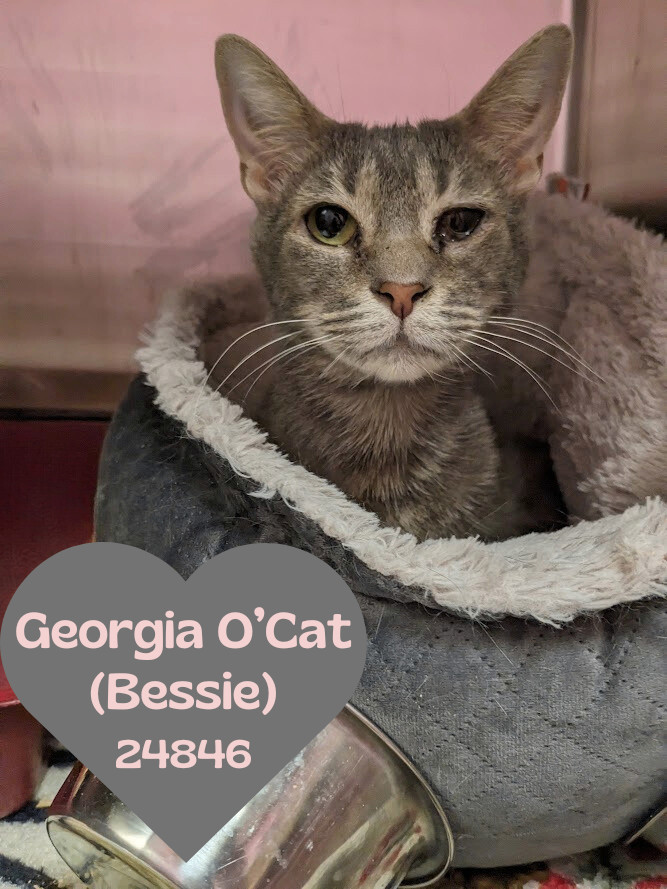 Georgia O'Cat