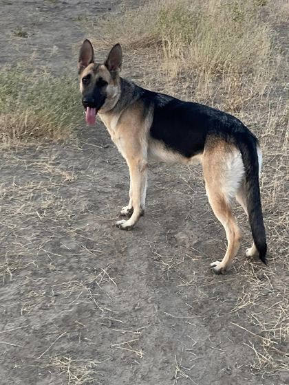 Macy May, an adoptable German Shepherd Dog, Mixed Breed in Pendleton, OR, 97801 | Photo Image 1