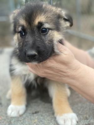 The puppy best sale store vineyard