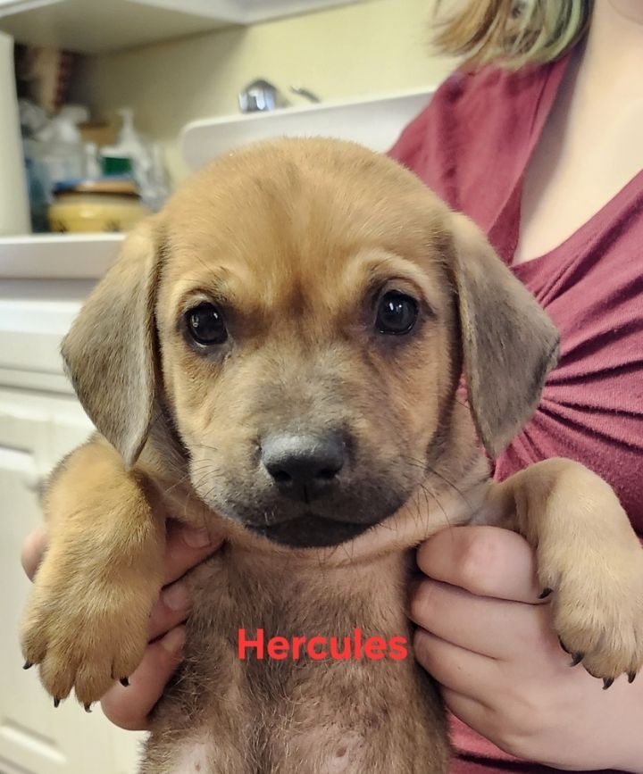 Hercules 5