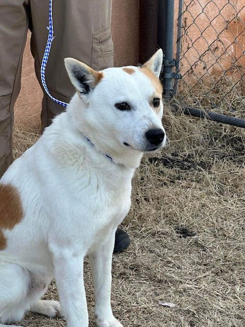 Jindo sales terrier mix