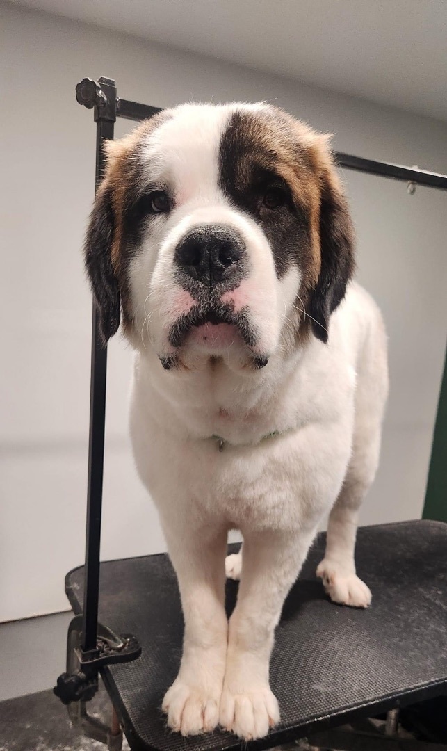 Edmonton 2024 st bernards