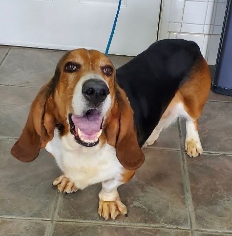 Petfinder sales basset hounds