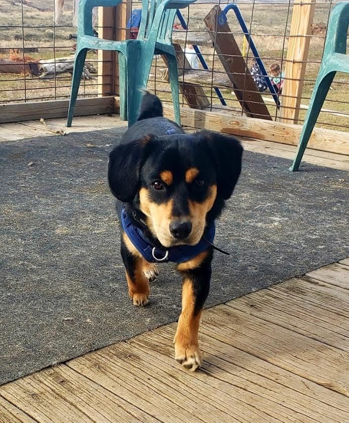 Corgi best sale rott mix