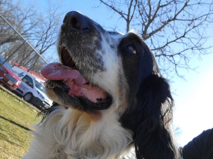 Coonhound best sale spaniel mix