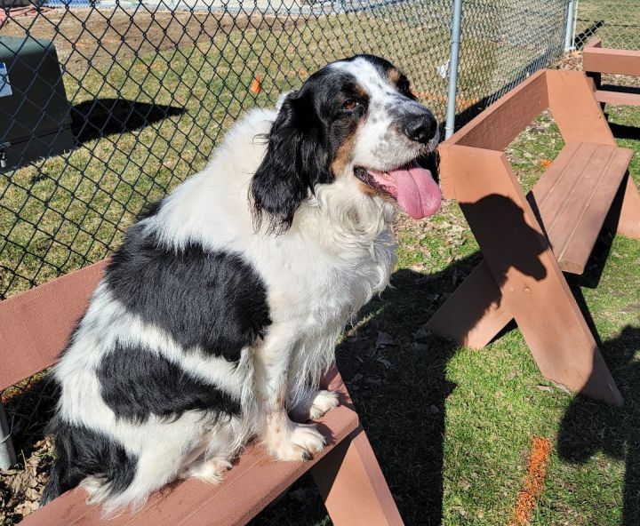 Coonhound sales spaniel mix