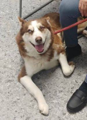 Foster or forever home needed Dester is a fabulous five-year-old husky who is losing his home becau