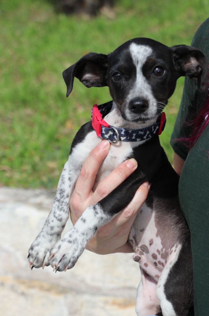 Rat terrier best sale pointer mix