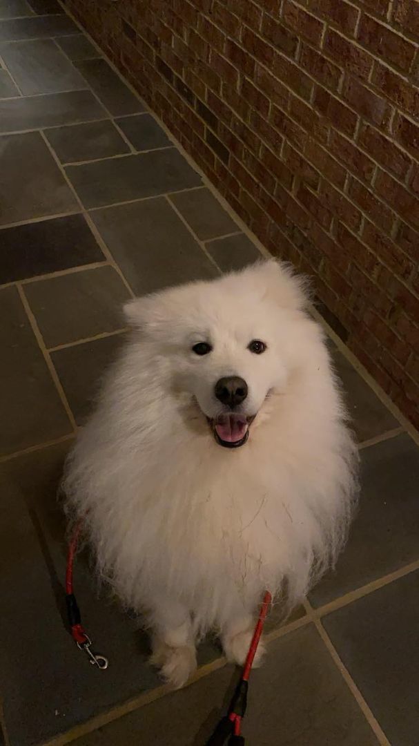 Petfinder samoyed 2024
