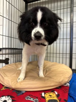 Mellow store border collie