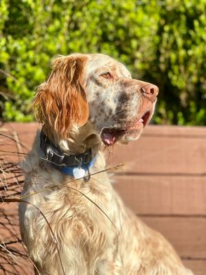 Petfinder english hot sale setter