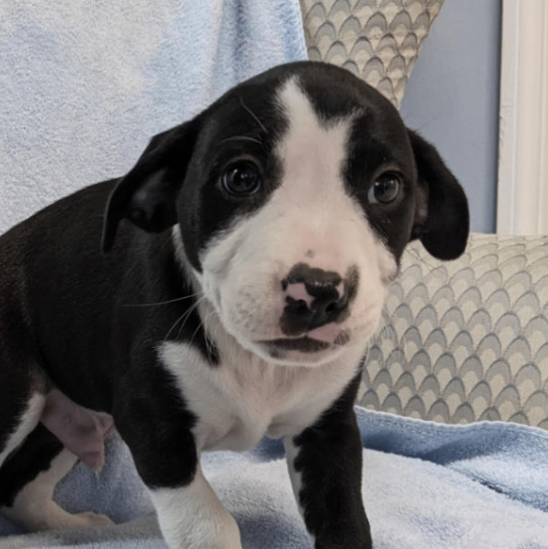 Dalmatian rescue hot sale ma