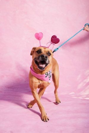 Canela is the perfect size and personality She is a petite girl at 48lbs and can do all the things