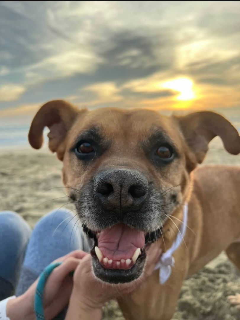 Canela , an adoptable Boxer, Puggle in Los Angeles, CA, 90042 | Photo Image 2