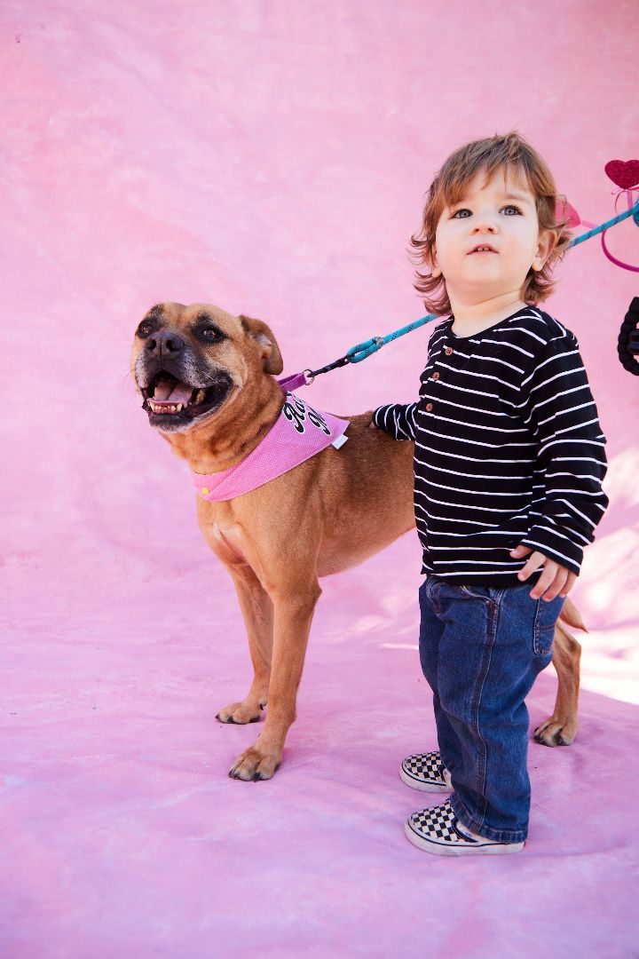 Canela , an adoptable Boxer, Puggle in Los Angeles, CA, 90042 | Photo Image 3