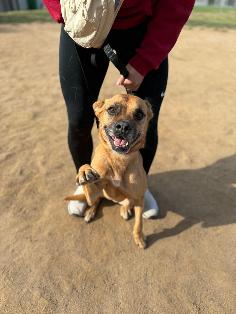 Canela , an adoptable Boxer, Puggle in Los Angeles, CA, 90042 | Photo Image 4