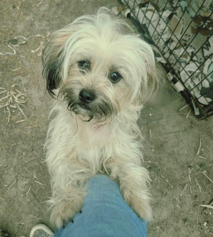 Dog for adoption - Heidi, a Havanese Mix in New Haven, CT | Petfinder