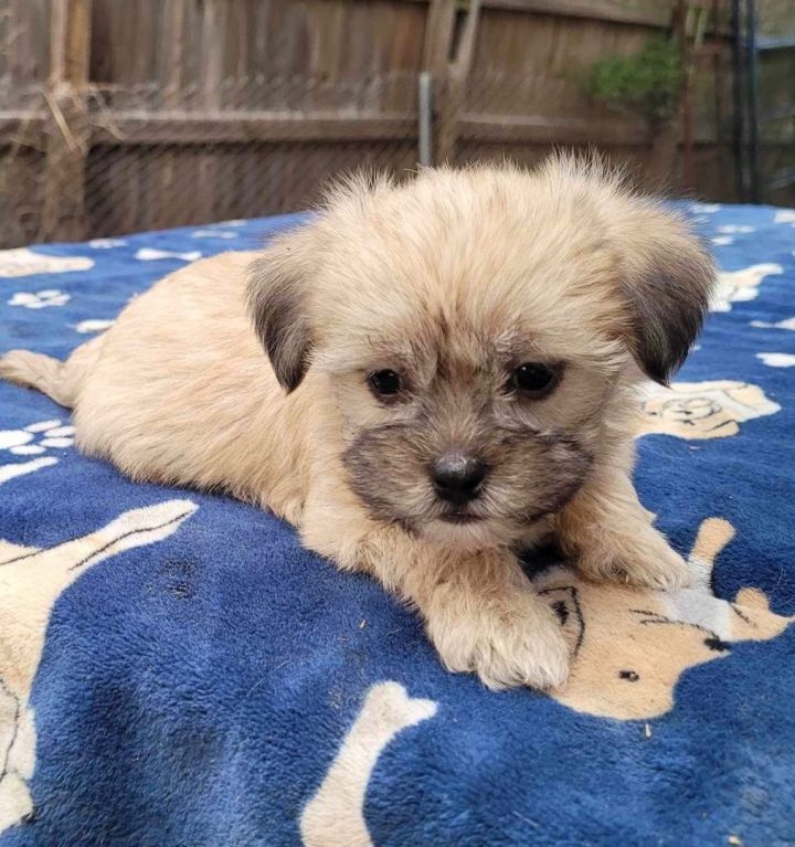 Havanese hot sale rescue nj