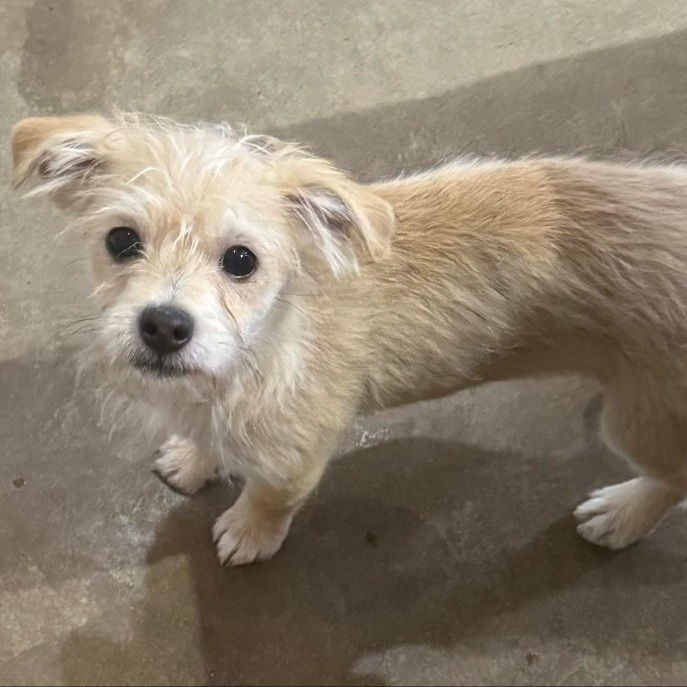 Fluffy store terrier mix