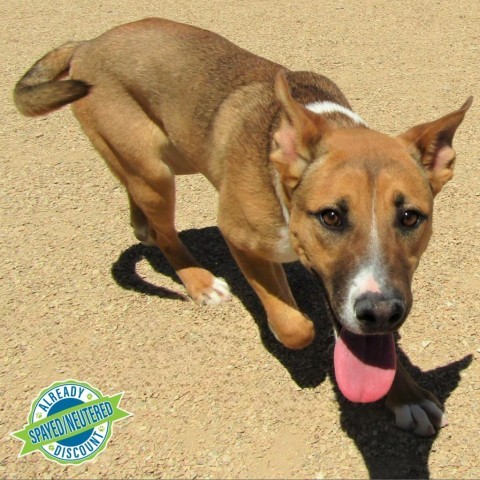 Love, an adoptable Mixed Breed in Las Cruces, NM, 88012 | Photo Image 1