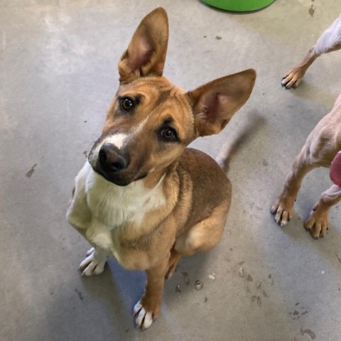 Love, an adoptable Mixed Breed in Las Cruces, NM, 88012 | Photo Image 4