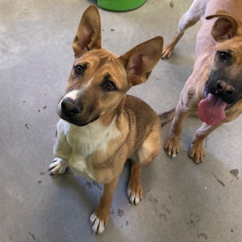 Love, an adoptable Mixed Breed in Las Cruces, NM, 88012 | Photo Image 5