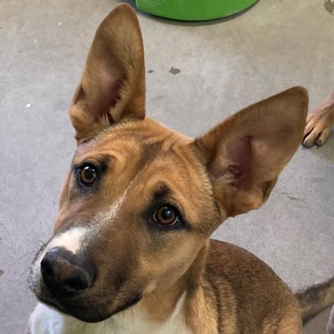 Love, an adoptable Mixed Breed in Las Cruces, NM, 88012 | Photo Image 6