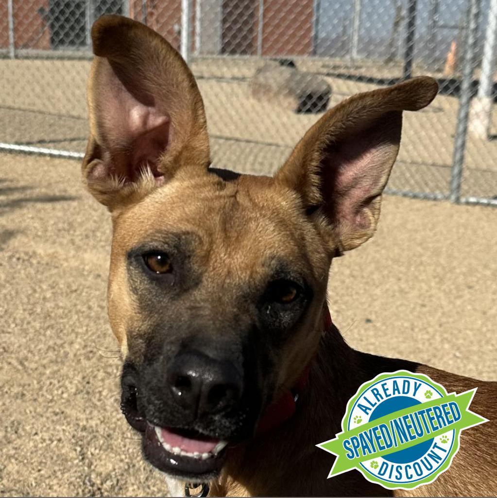 Faith, an adoptable Mixed Breed in Las Cruces, NM, 88012 | Photo Image 1