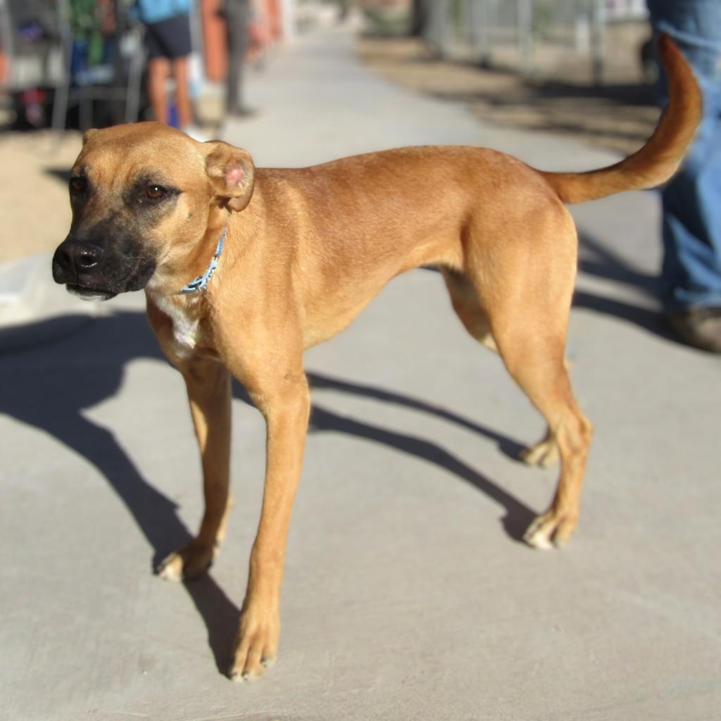 Faith, an adoptable Mixed Breed in Las Cruces, NM, 88012 | Photo Image 2