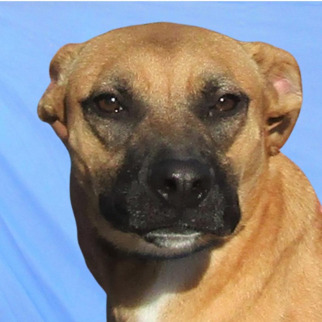 Faith, an adoptable Mixed Breed in Las Cruces, NM, 88012 | Photo Image 3