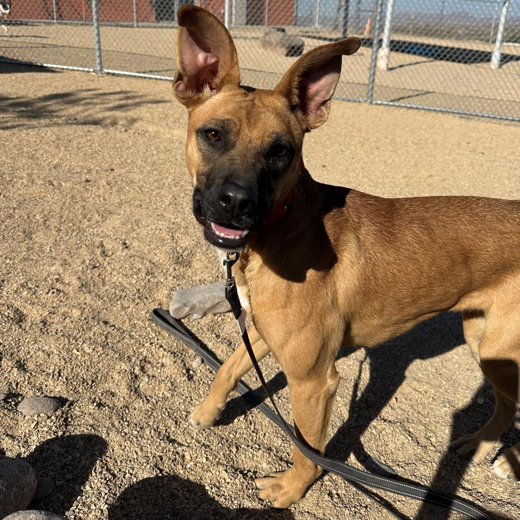 Faith, an adoptable Mixed Breed in Las Cruces, NM, 88012 | Photo Image 4