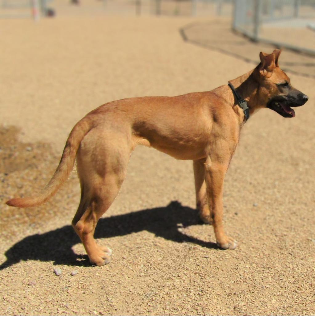 Faith, an adoptable Mixed Breed in Las Cruces, NM, 88012 | Photo Image 5