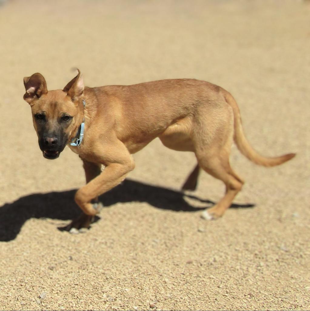 Faith, an adoptable Mixed Breed in Las Cruces, NM, 88012 | Photo Image 6