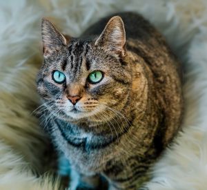 Katniss, Adult Female Domestic Short Hair