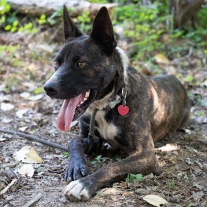 GYPSY, Adult Female Boxer