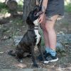 GYPSY photo 3