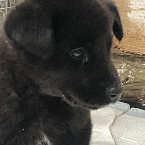 Black lab and sales husky mix puppies