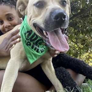 Louise, Adult Female Mixed Breed