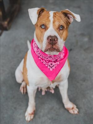 Meet Indy A2562171 a 6-year-old sweetheart whos been patiently waiting for her happily ever after