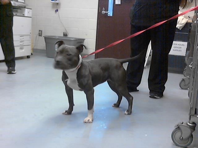 Dog for adoption MARSHA a Pit Bull Terrier in Fayetteville NC