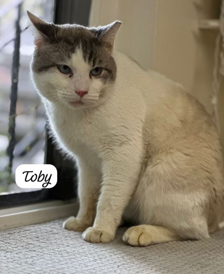 Toby 1