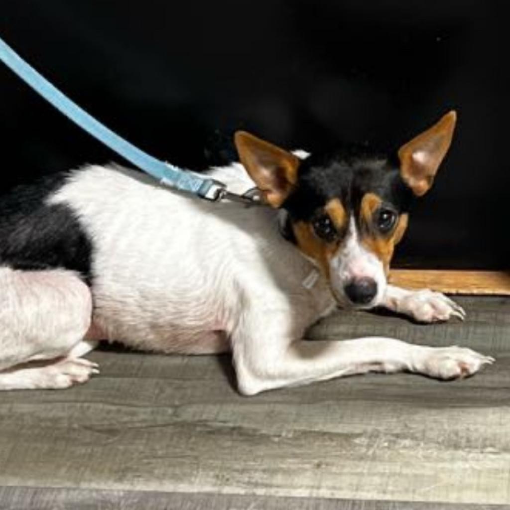 Anna, an adoptable Basenji in Pacific, MO, 63069 | Photo Image 1